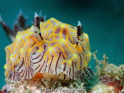 Pineapple Halgerda willeyi in blue curacao by Sofia Tenggrono 